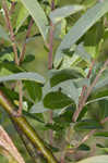 Prairie willow